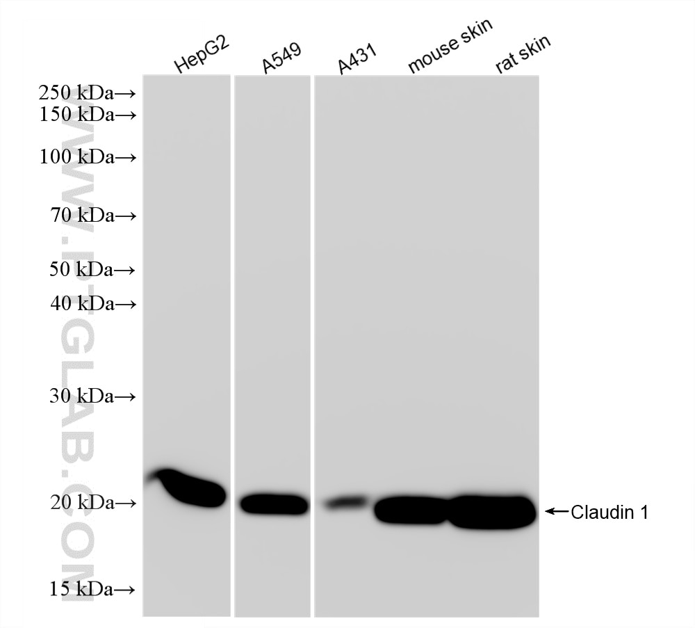Western Blot (WB) analysis of various lysates using Claudin 1 Recombinant monoclonal antibody (87782-2-RR)