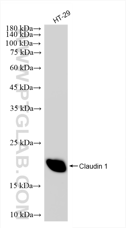 Western Blot (WB) analysis of HT-29 cells using Claudin 1 Recombinant monoclonal antibody (87782-2-RR)