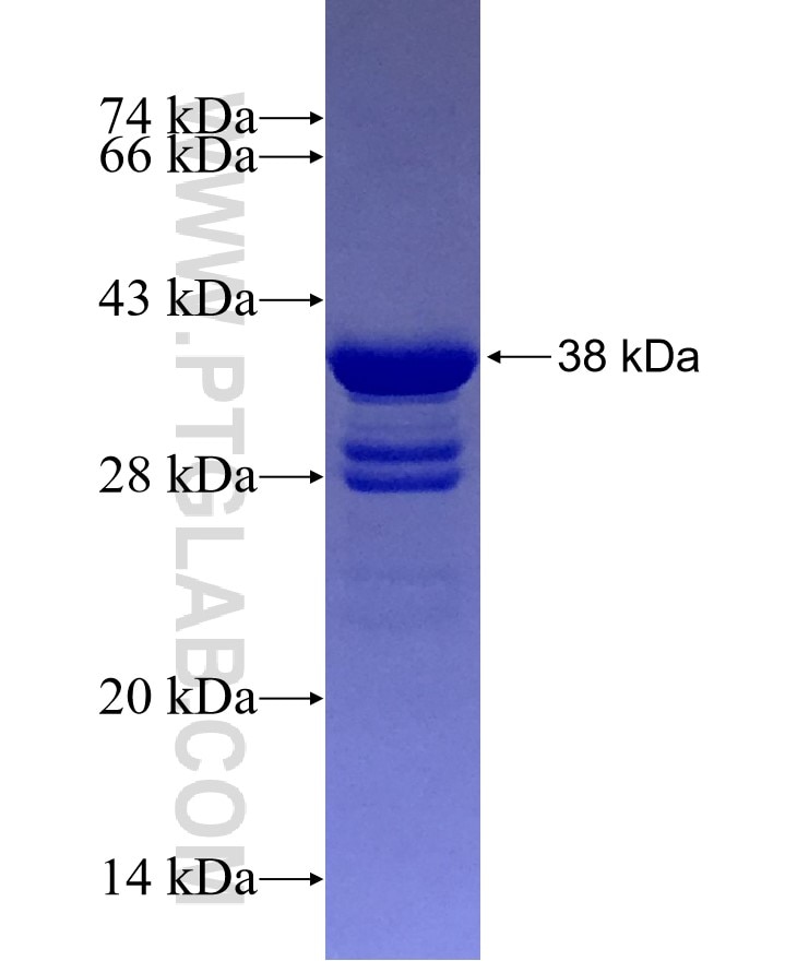 Claudin 1 fusion protein Ag29269 SDS-PAGE