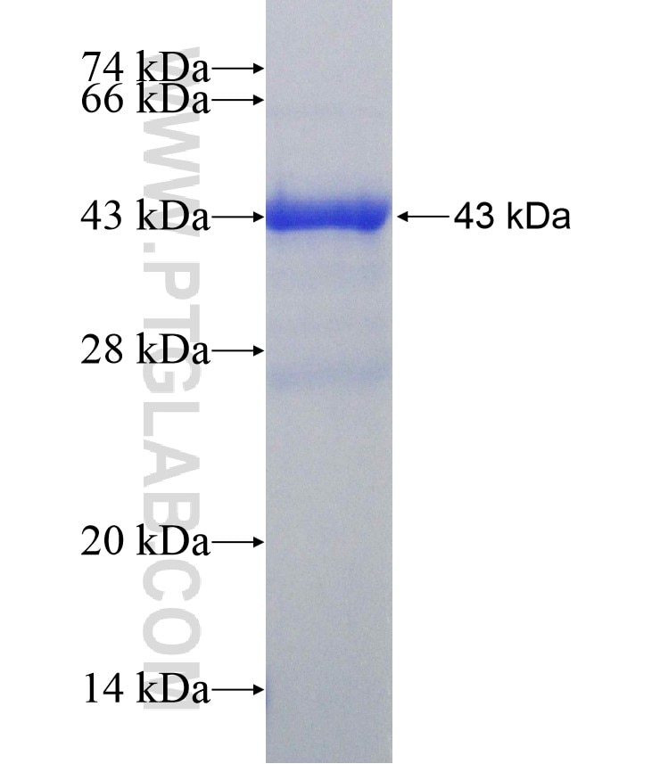 Claudin 1 fusion protein Ag3713 SDS-PAGE