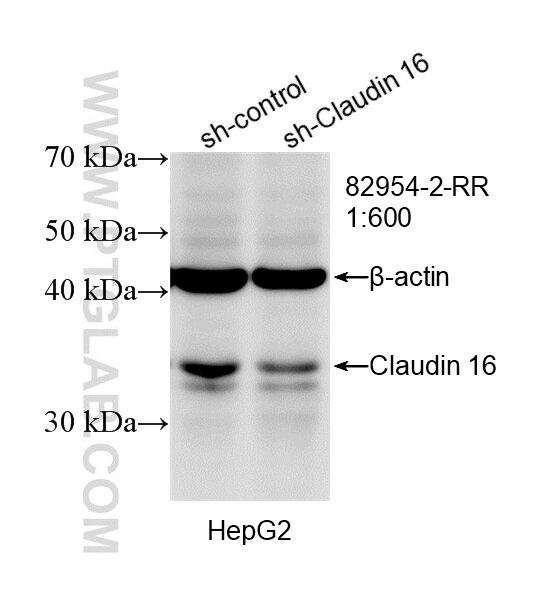 Western Blot (WB) analysis of HepG2 cells using Claudin 16 Recombinant monoclonal antibody (82954-2-RR)