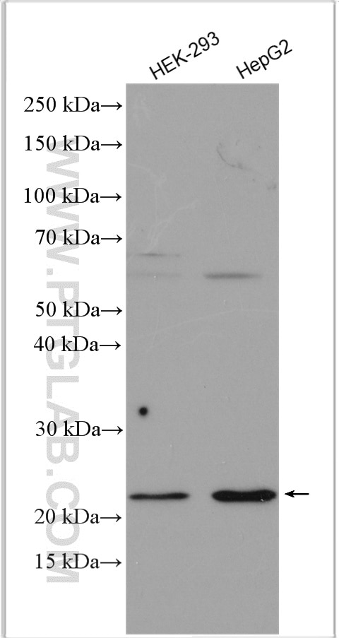 Western Blot (WB) analysis of various lysates using Claudin 2 Polyclonal antibody (26912-1-AP)