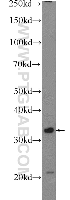 Western Blot (WB) analysis of COLO 320 cells using Claudin 23 Polyclonal antibody (25296-1-AP)