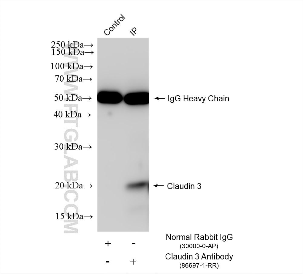 IP experiment of HT-29 using 86697-1-RR Immunoprecipitation (IP) experiment of HT-29 cells using Claudin 3 Recombinant monoclonal antibody (86697-1-RR)