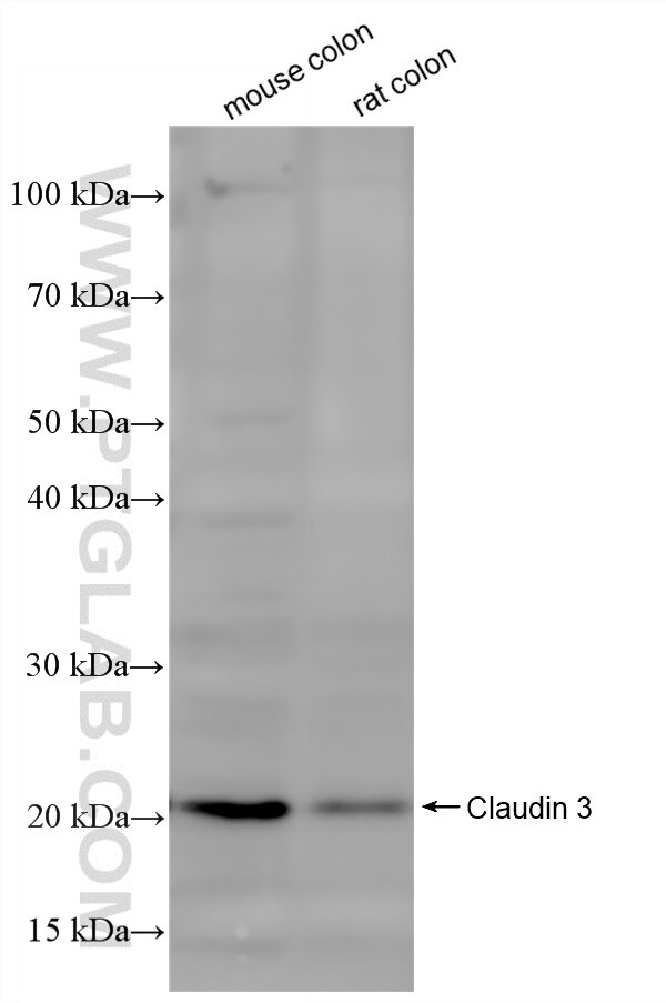 WB analysis using 86697-1-RR Western Blot (WB) analysis of various lysates using Claudin 3 Recombinant monoclonal antibody (86697-1-RR)