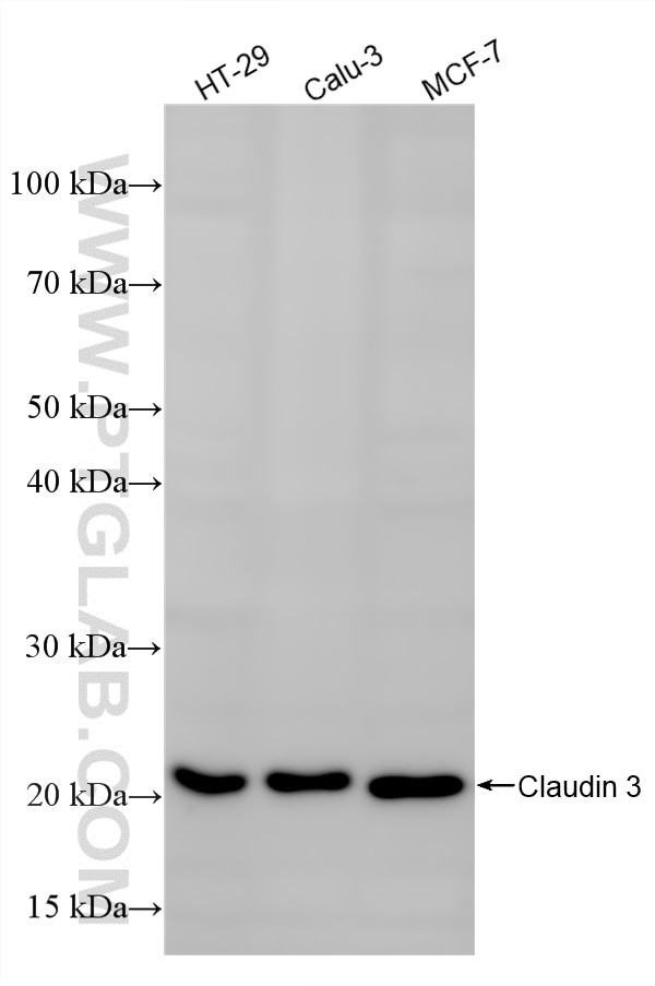 WB analysis using 86697-1-RR Western Blot (WB) analysis of various lysates using Claudin 3 Recombinant monoclonal antibody (86697-1-RR)