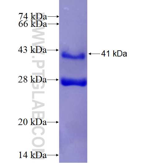 Claudin 3 fusion protein Ag9411 SDS-PAGE