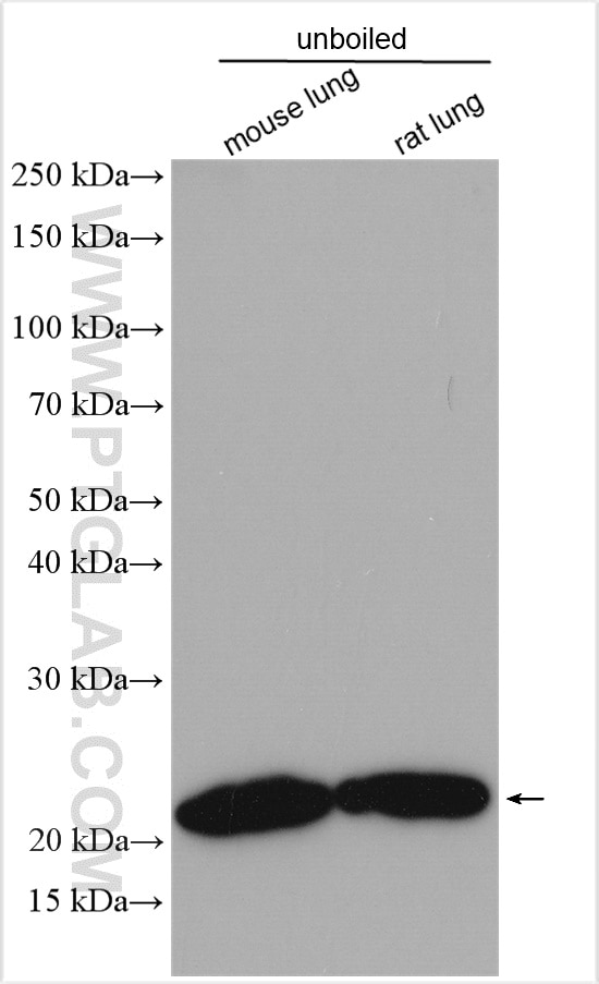 Western Blot (WB) analysis of various lysates using Claudin 5 Polyclonal antibody (29767-1-AP)