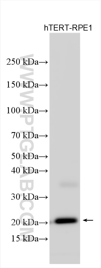 WB analysis using 29767-1-AP Western Blot (WB) analysis of various lysates using Claudin 5 Polyclonal antibody (29767-1-AP)
