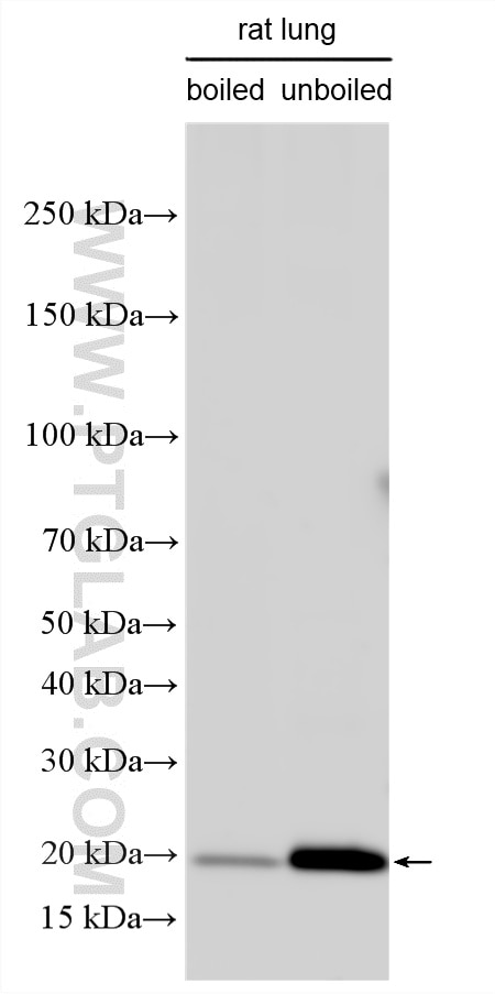 WB analysis using 29767-1-AP Western Blot (WB) analysis of various lysates using Claudin 5 Polyclonal antibody (29767-1-AP)