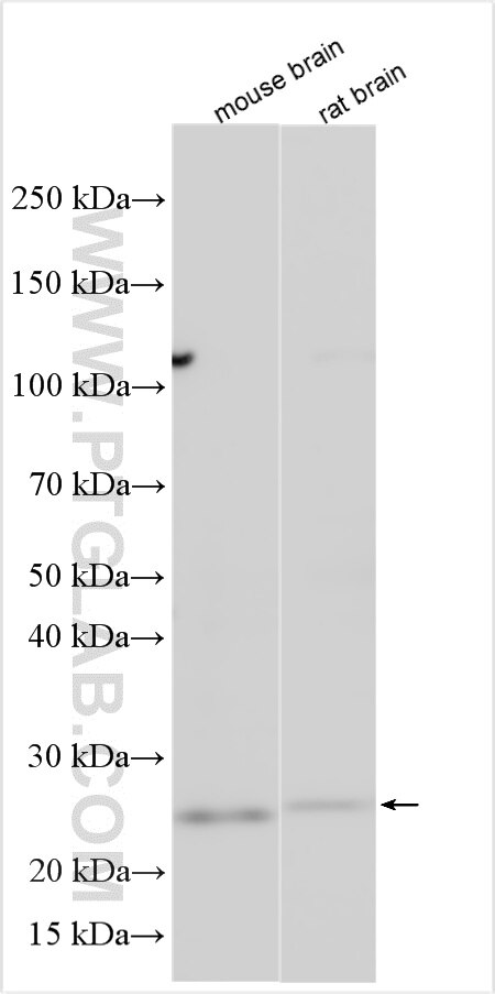 WB analysis using 29999-1-AP Western Blot (WB) analysis of various lysates using Claudin 5 Polyclonal antibody (29999-1-AP)