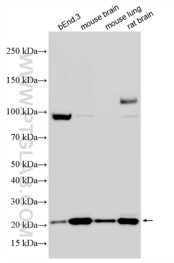 WB analysis using 29999-1-AP Western Blot (WB) analysis of various lysates using Claudin 5 Polyclonal antibody (29999-1-AP)