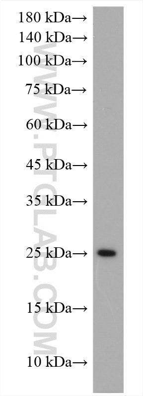 Western Blot (WB) analysis of mouse lung tissue using Claudin 9 Polyclonal antibody (17738-1-AP)