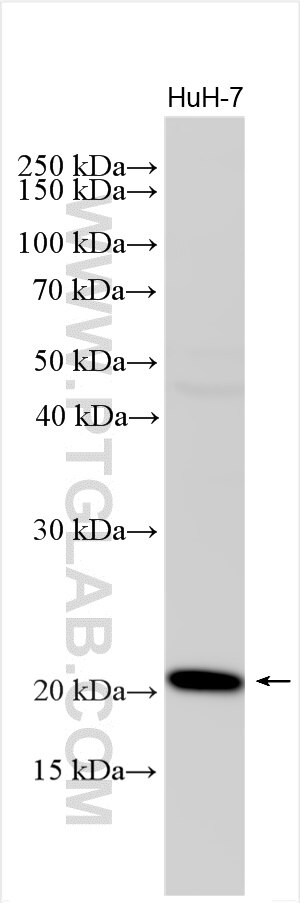 Western Blot (WB) analysis of various lysates using Claudin 9 Polyclonal antibody (30520-1-AP)