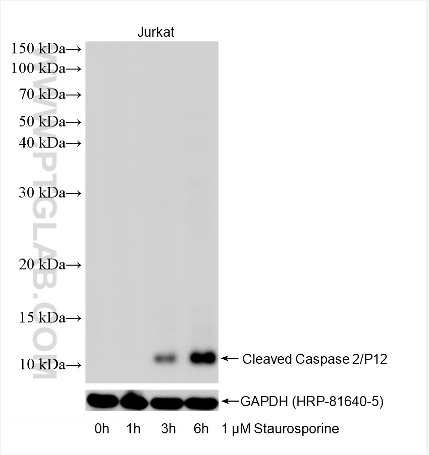 Western Blot (WB) analysis of Jurkat cells using Cleaved Caspase 2/P12 Recombinant monoclonal antib (88209-2-RR)