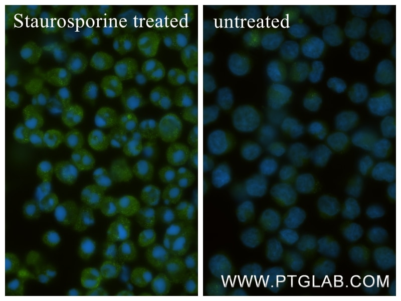 Immunofluorescence (IF) / fluorescent staining of Jurkat cells using Cleaved Caspase 3/P12 Recombinant monoclonal antib (87055-4-RR)