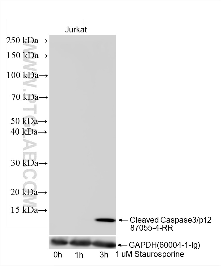Western Blot (WB) analysis of Jurkat cells using Cleaved Caspase 3/P12 Recombinant monoclonal antib (87055-4-RR)