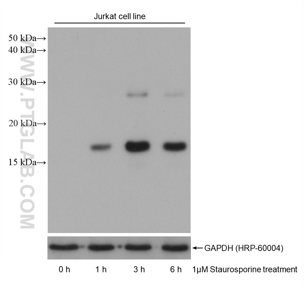 Western Blot (WB) analysis of various lysates using Cleaved Caspase 3; p17 Monoclonal antibody (68773-1-Ig)