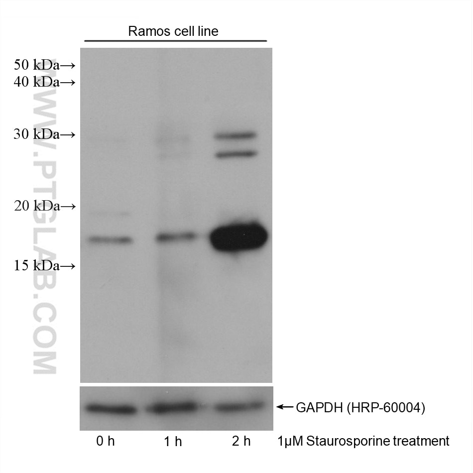 Western Blot (WB) analysis of various lysates using Cleaved Caspase 3; p17 Monoclonal antibody (68773-1-Ig)