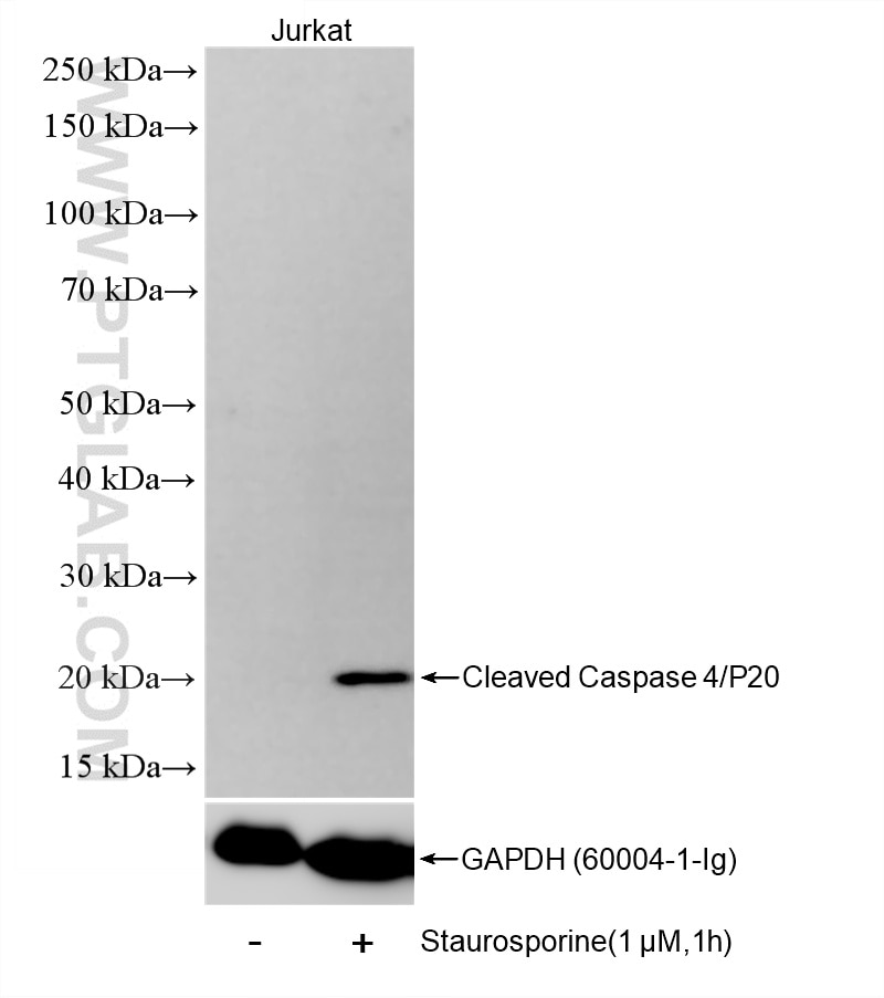 Western Blot (WB) analysis of various lysates using Cleaved Caspase 4/P20 Recombinant monoclonal antib (85770-1-RR)