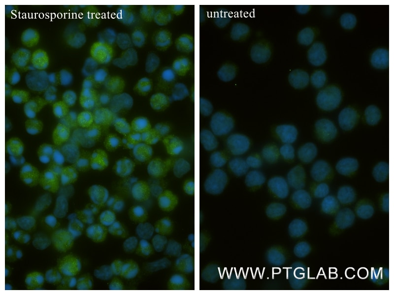 Immunofluorescence (IF) / fluorescent staining of Jurkat cells using Cleaved Caspase 7 Recombinant monoclonal antibody (85328-1-RR)