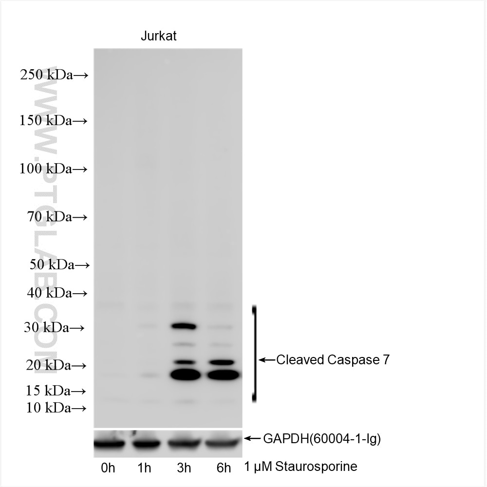 Western Blot (WB) analysis of various lysates using Cleaved Caspase 7 Recombinant antibody (85328-1-RR)