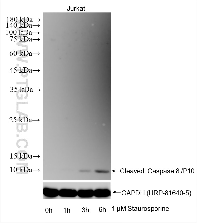WB analysis using 88233-1-RR (same clone as 88233-1-PBS) Western Blot (WB) analysis of various lysates using Cleaved Caspase 8/P10 Recombinant monoclonal antib (88233-1-RR)