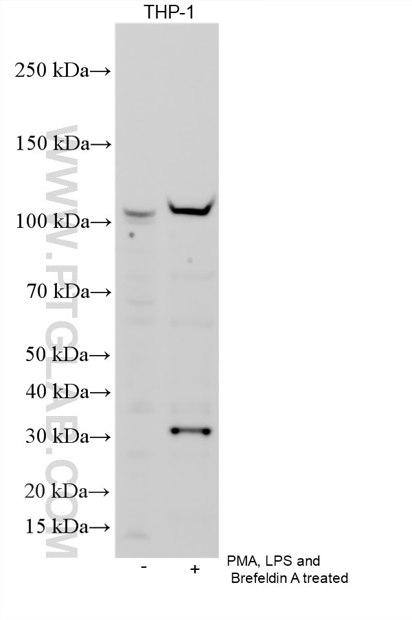 WB analysis using 33825-1-AP Western Blot (WB) analysis of various lysates using Cleaved GSDMD (Asp275) Polyclonal antibody (33825-1-AP)