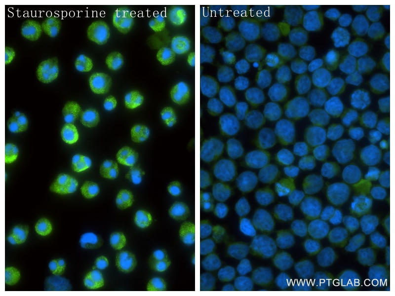 Immunofluorescence (IF) / fluorescent staining of Jurkat cells using Cleaved PARP1 (Asp214) Recombinant monoclonal anti (85175-5-RR)