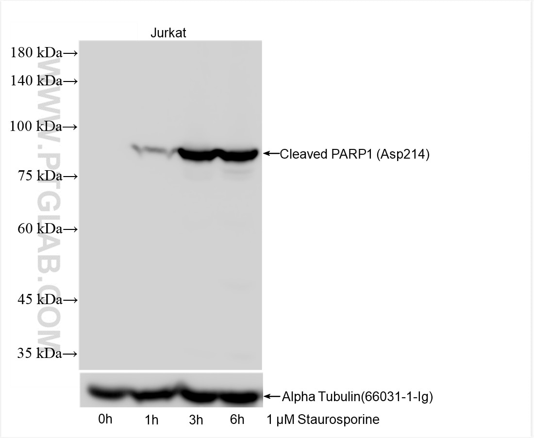 Cleaved PARP1 (Asp214)