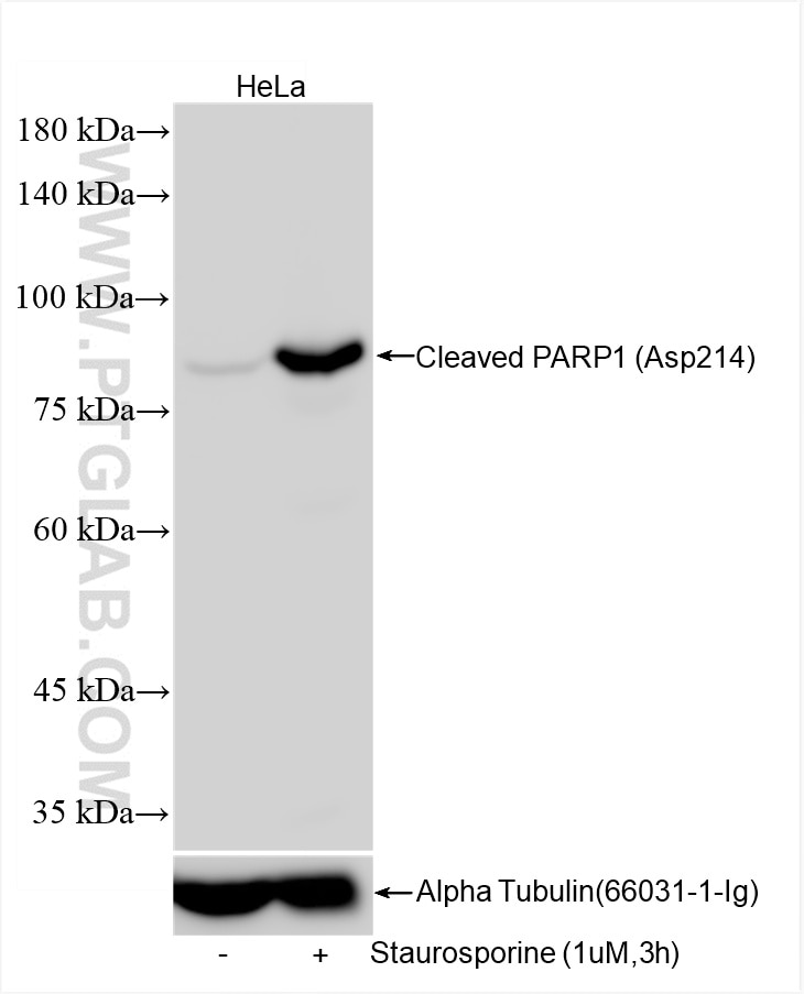 Western Blot (WB) analysis of HeLa cells using Cleaved PARP1 (Asp214) Recombinant antibody (85175-5-RR)