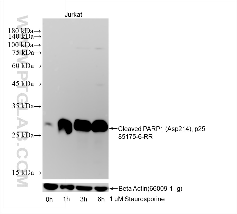 Western Blot (WB) analysis of various lysates using Cleaved PARP1 (Asp214), p25 Recombinant monoclonal (85175-6-RR)