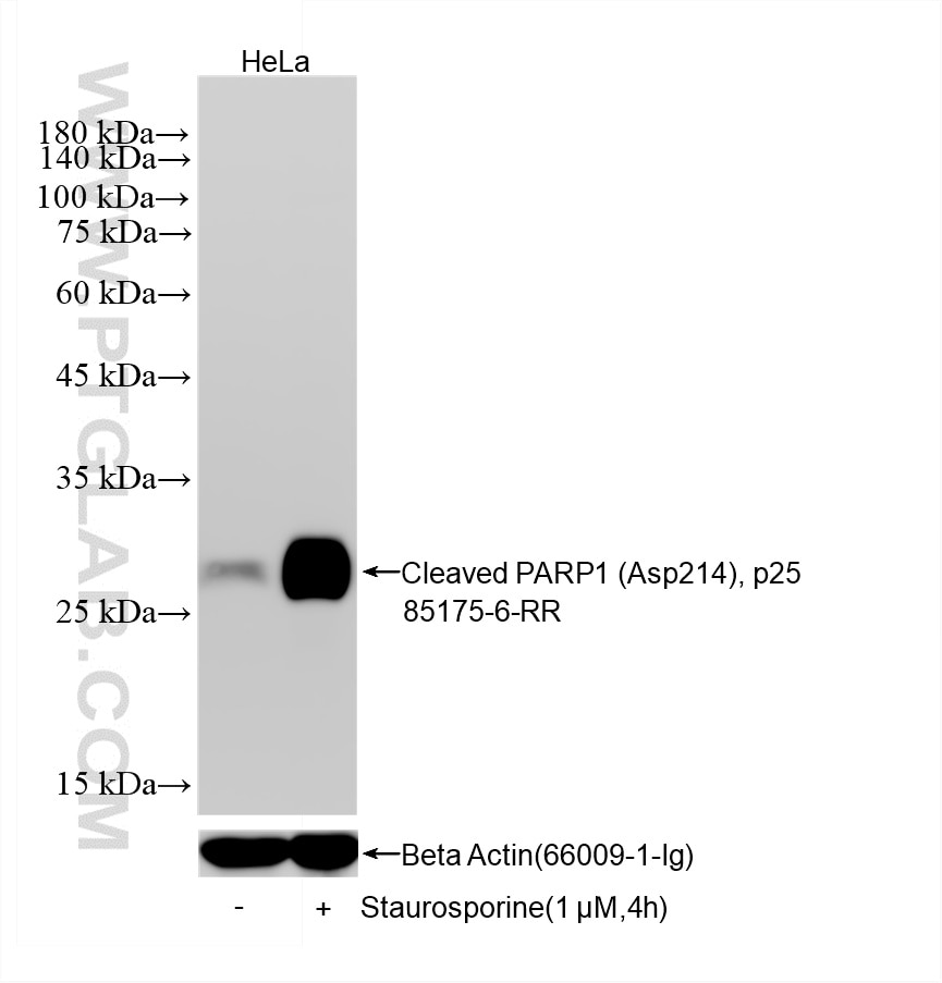 Western Blot (WB) analysis of various lysates using Cleaved PARP1 (Asp214), p25 Recombinant monoclonal (85175-6-RR)