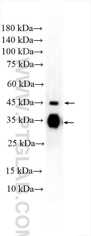 Western Blot (WB) analysis of mouse serum using Clusterin Polyclonal antibody (30339-1-AP)