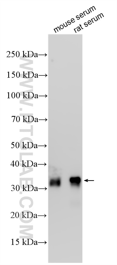WB analysis using 30339-1-AP Western Blot (WB) analysis of various lysates using Clusterin Polyclonal antibody (30339-1-AP)