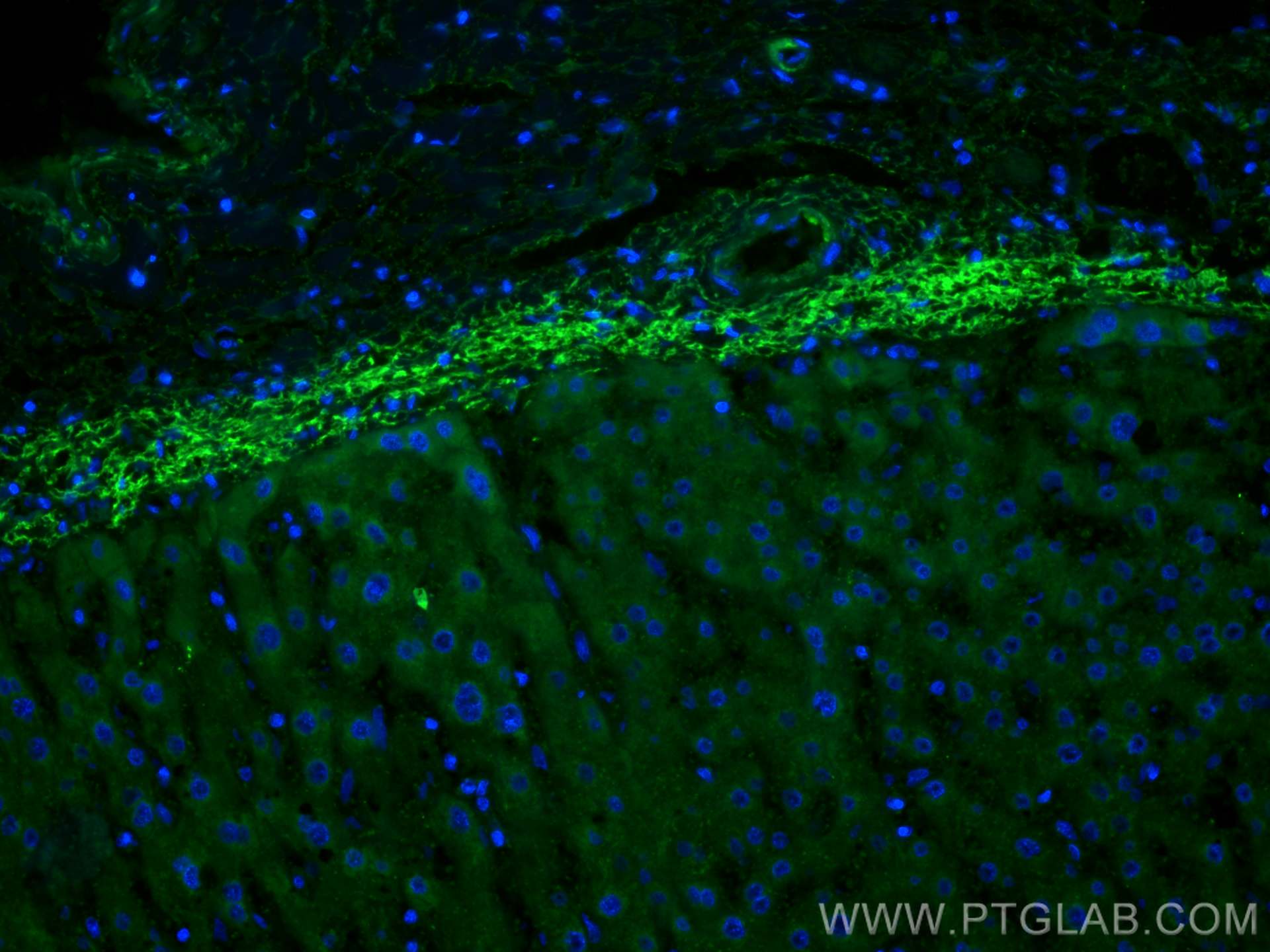 Immunofluorescence (IF) / fluorescent staining of human liver tissue using CoraLite® Plus 488-conjugated Clusterin Polyclonal (CL488-12289)