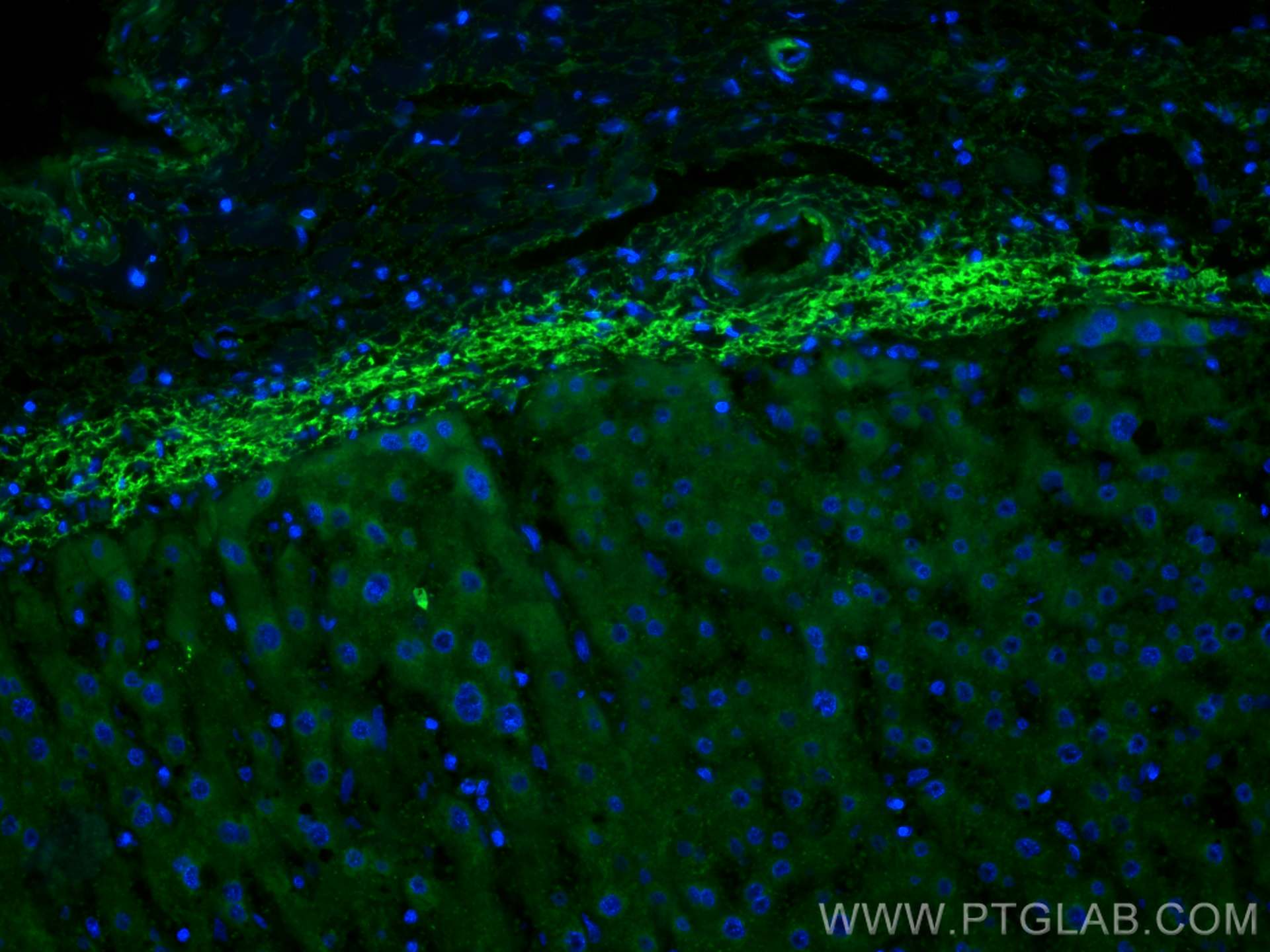 IF Staining of human liver using CL488-12289