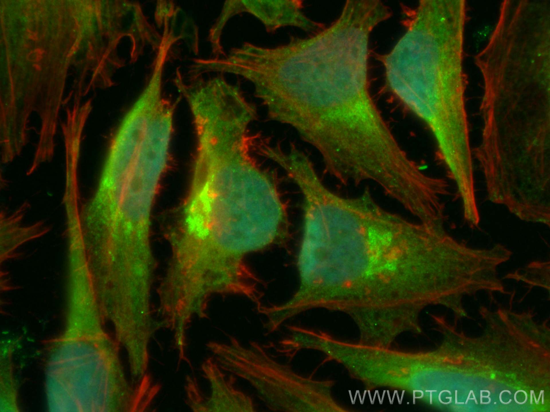 Immunofluorescence (IF) / fluorescent staining of HeLa cells using CoraLite® Plus 488-conjugated Clusterin Polyclonal (CL488-12289)