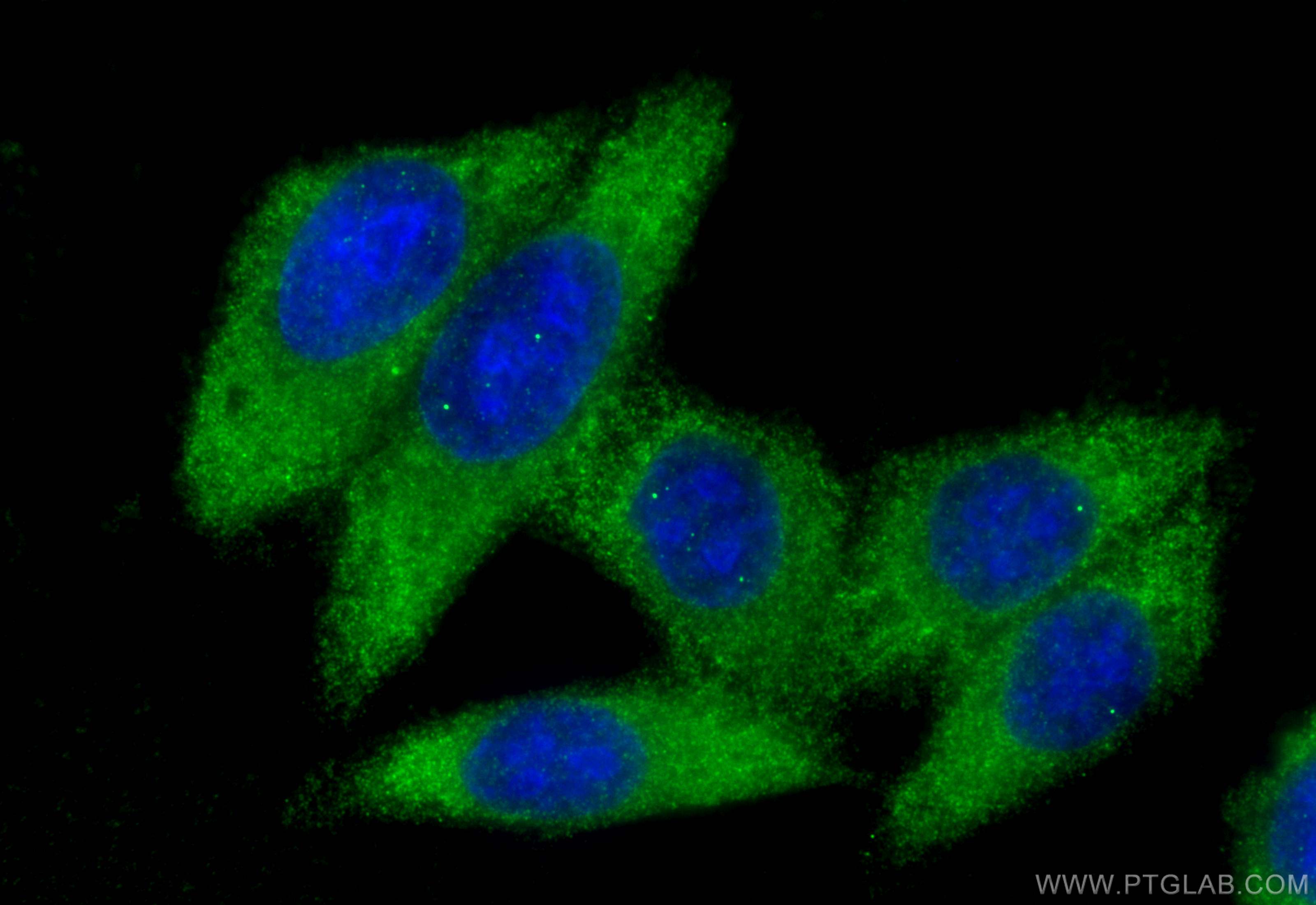 Immunofluorescence (IF) / fluorescent staining of HepG2 cells using Coagulation Factor II Polyclonal antibody (31615-1-AP)