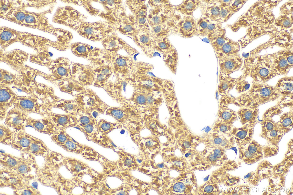 Immunohistochemistry (IHC) staining of mouse liver tissue using Coagulation Factor II Polyclonal antibody (31615-1-AP)