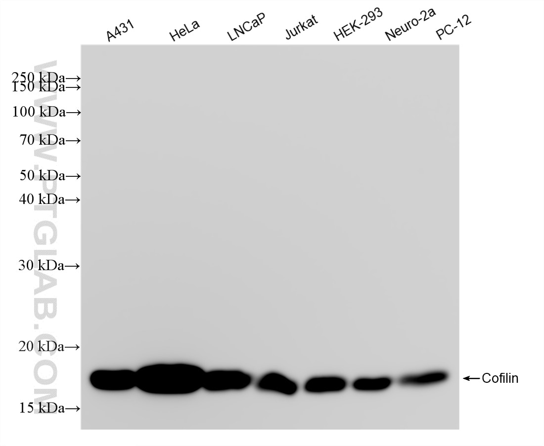 Western Blot (WB) analysis of various lysates using Cofilin Recombinant monoclonal antibody (88053-1-RR)