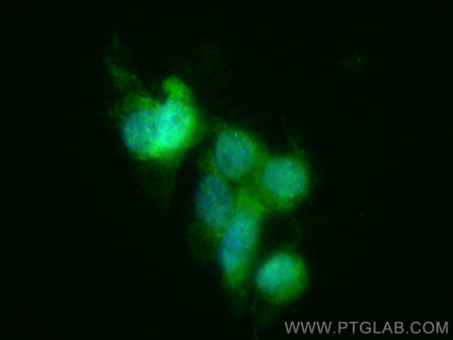 Immunofluorescence (IF) / fluorescent staining of NIH/3T3 cells using CoraLite® Plus 488-conjugated Cofilin Polyclonal a (CL488-10960)