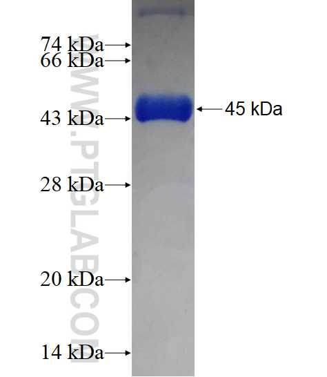 Cofilin fusion protein Ag1399 SDS-PAGE