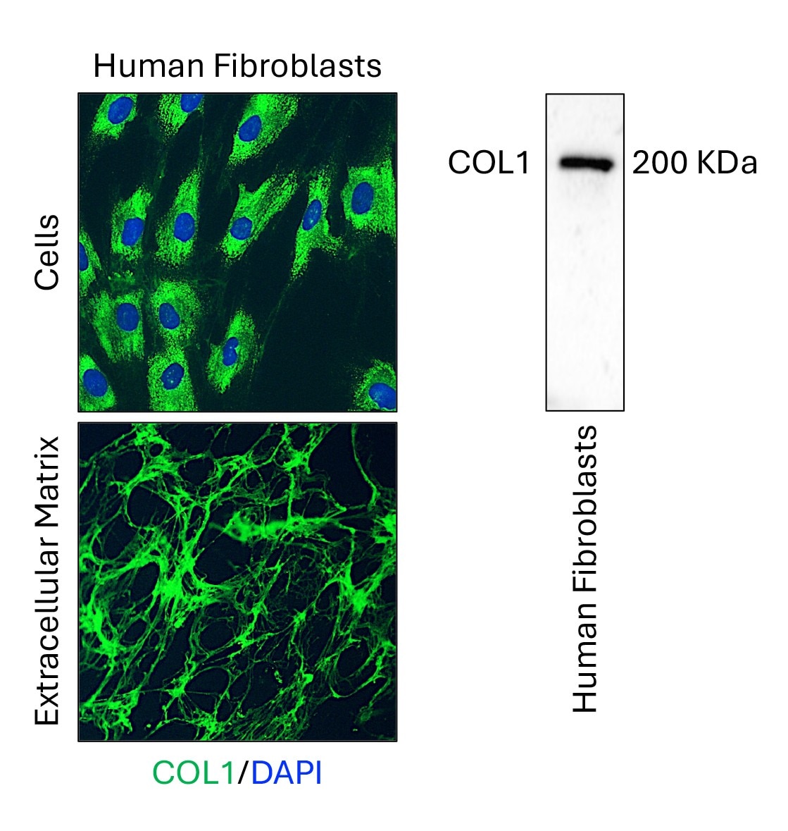 Human Fibroblasts cells were detected by western blot and Immunofluorescent analysis with Collagen Type I antibody (67288-1-Ig). (Fig from Customer) Immunofluorescence (IF) / fluorescent staining of Human Fibroblasts using Collagen Type I Monoclonal antibody (67288-1-Ig)