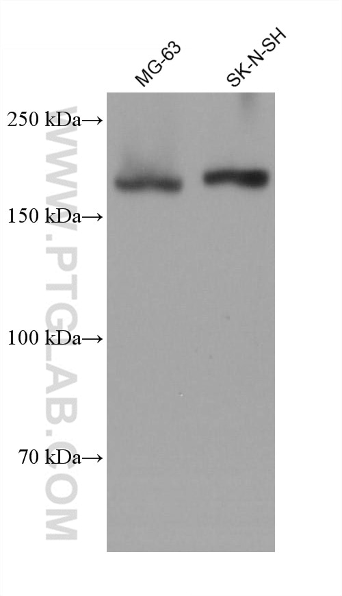 Western Blot (WB) analysis of various lysates using Collagen Type I Monoclonal antibody (67288-1-Ig)
