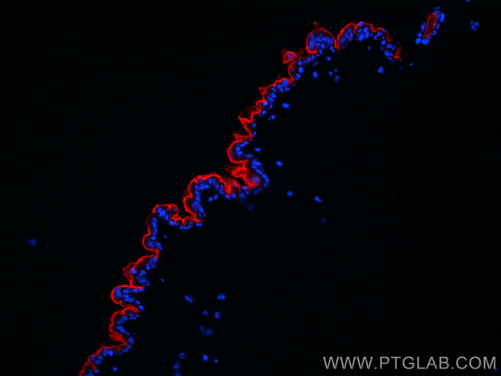 Immunofluorescence (IF) / fluorescent staining of mouse skin tissue using CoraLite®594-conjugated Collagen Type I Monoclonal (CL594-67288)