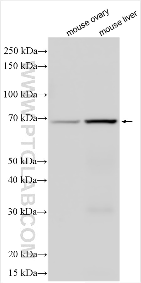 Collagen Type IX