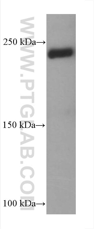 Western Blot (WB) analysis of HT-1080 cells using Collagen Type V Monoclonal antibody (67604-1-Ig)