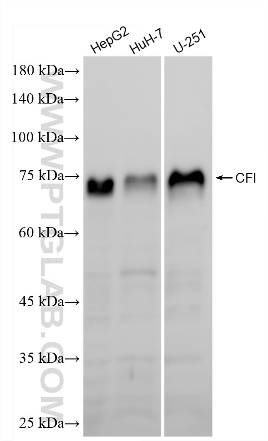 WB analysis using 87109-1-RR (same clone as 87109-1-PBS) Western Blot (WB) analysis of various lysates using Complement Factor I Recombinant monoclonal antibod (87109-1-RR)