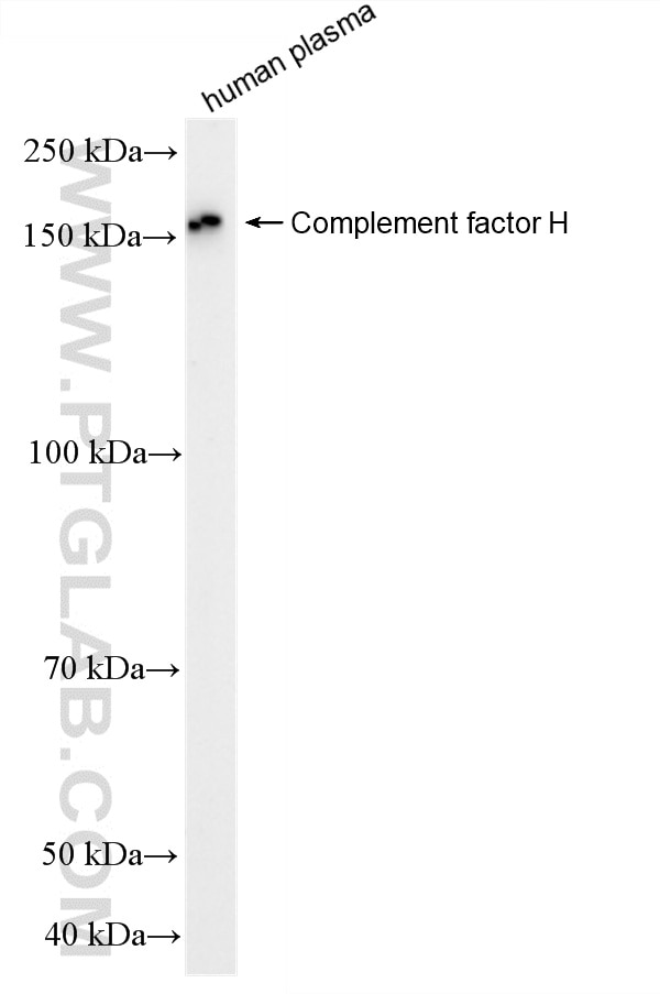 Western Blot (WB) analysis of human plasma using HRP-conjugated Complement factor H Polyclonal anti (HRP-12748)